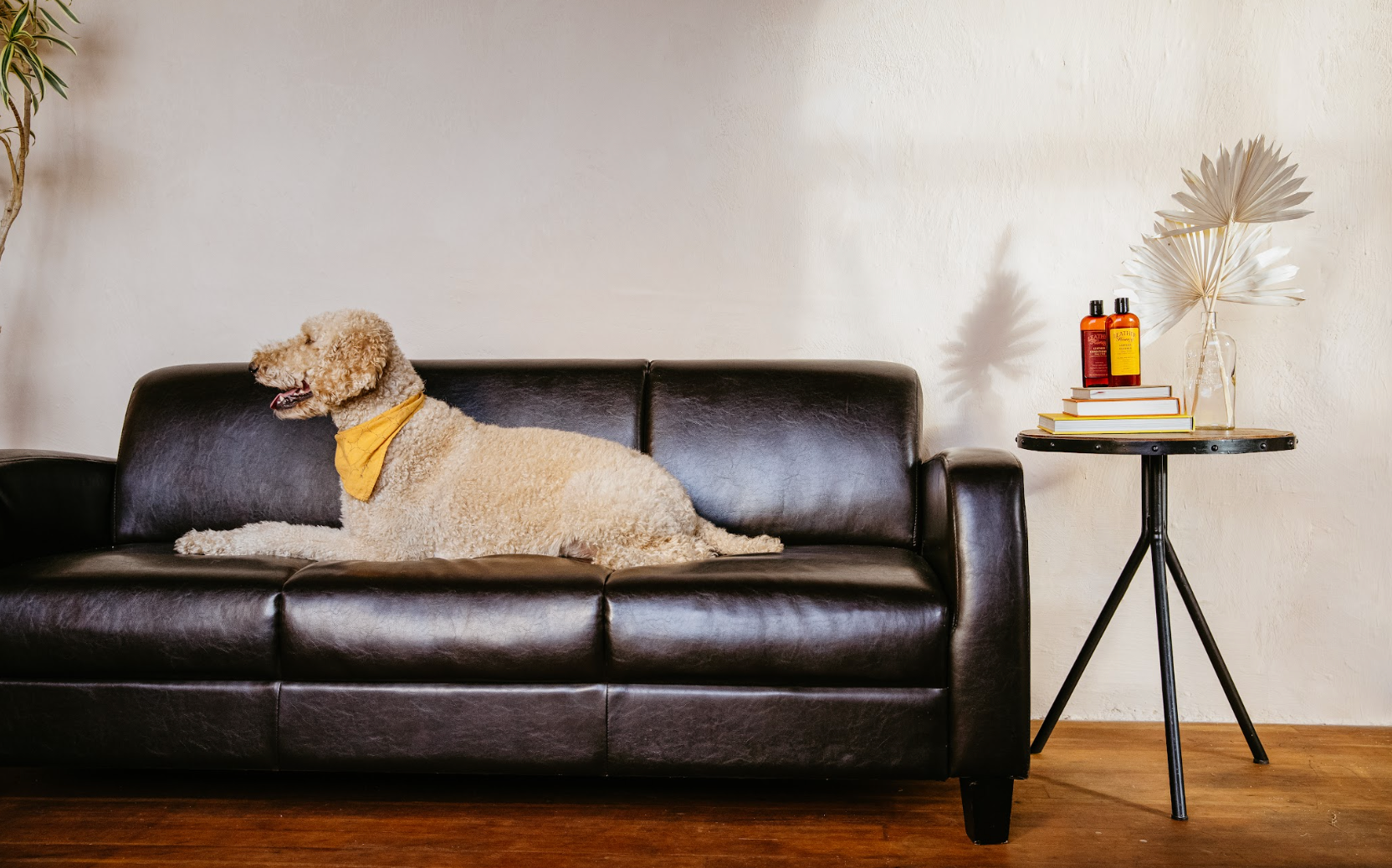 How to Clean a Leather Couch, Sofa or Chair