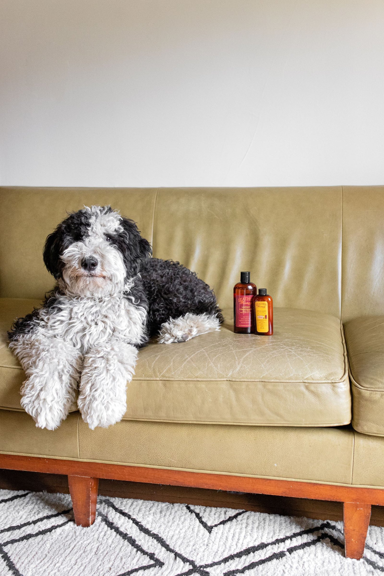 Prevent & Clean Pet Stains on Leather - Leather Honey