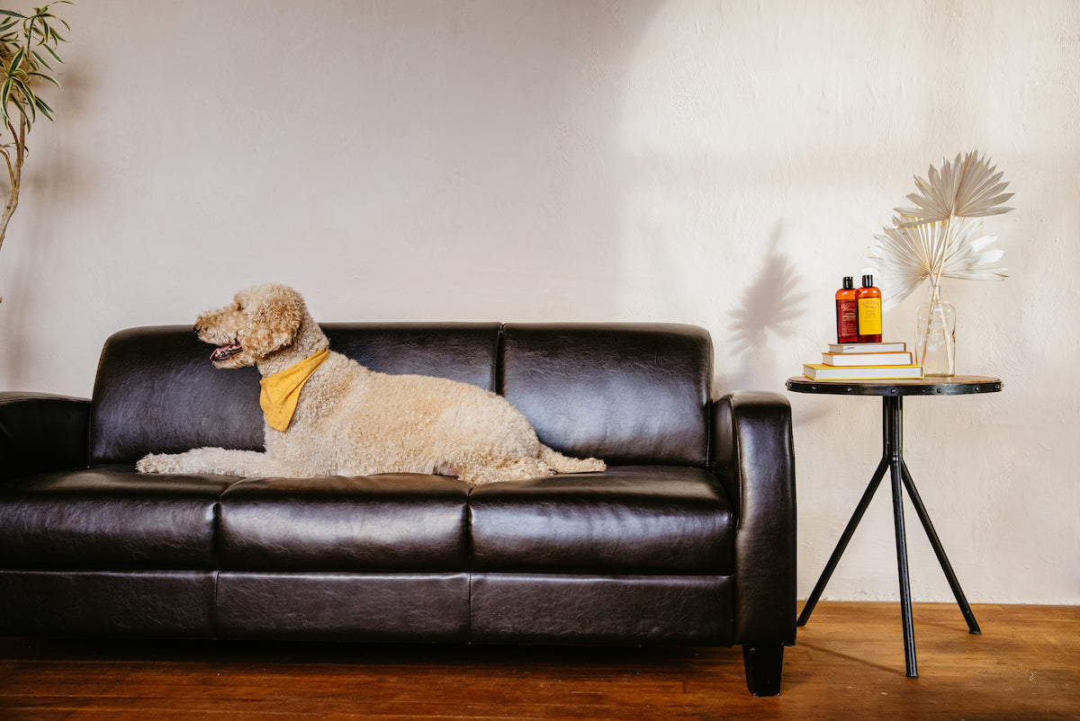 pet odors on leather